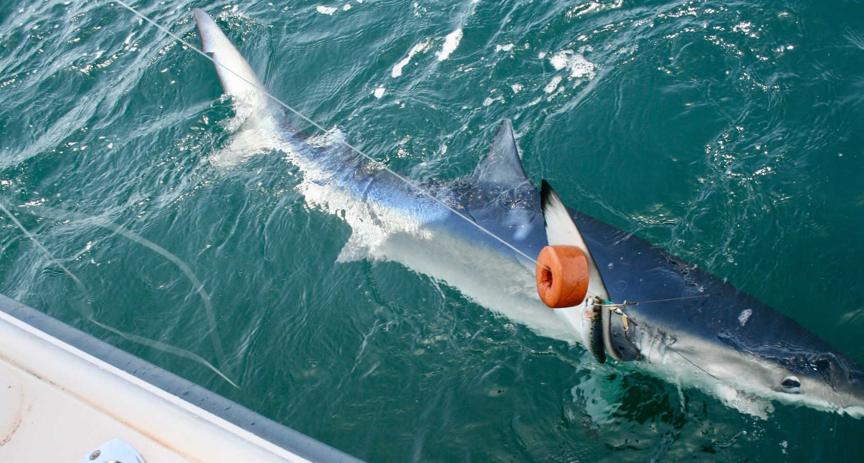 John Bate Sea and freshwater fishing guide in Algarve, Portugal